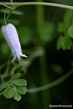 Flower and stem